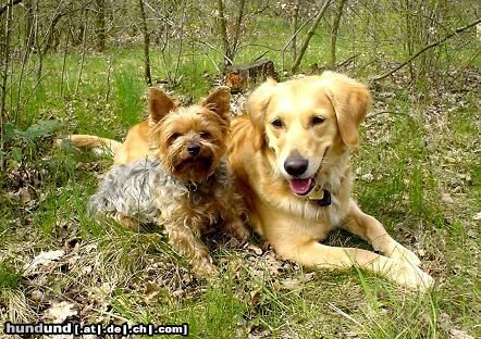 Golden Retriever Ginger und Yorkie Rüde Dusty, ein Herz und eine Seele