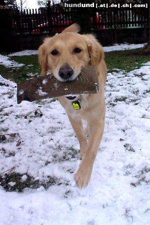 Golden Retriever Golden Ginger bei der Dummyarbeit