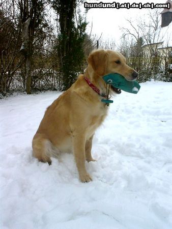 Golden Retriever Ginger (2 Jahre) mit ihrem Dummy