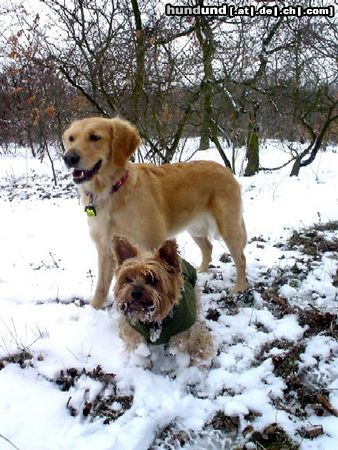 Golden Retriever Ginger (2 Jahre) und Yorkie Dusty (7 Jahre) im Winterwald 