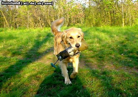 Golden Retriever Golden Ginger bei der Dummyarbeit