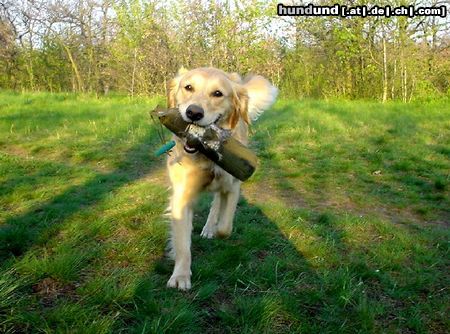 Golden Retriever Golden Ginger bei der Dummyarbeit