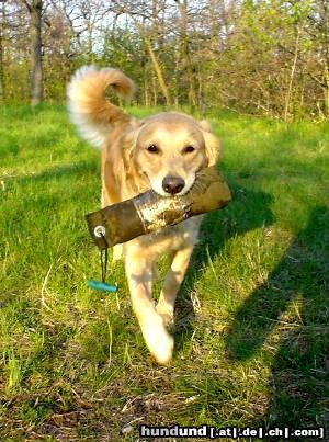 Golden Retriever Golden Ginger bei der Dummyarbeit