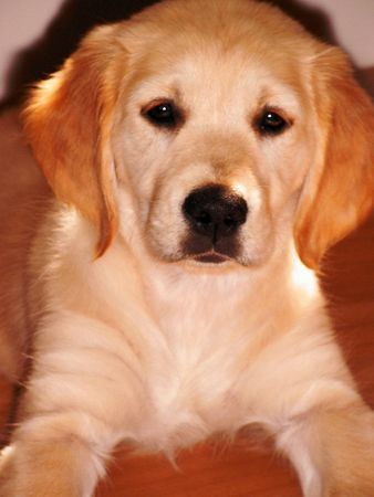 Golden Retriever unsere Bonny mit 3 monaten