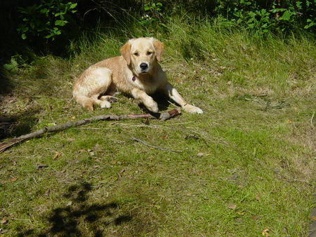 Golden Retriever FREITAG, 9 Monate