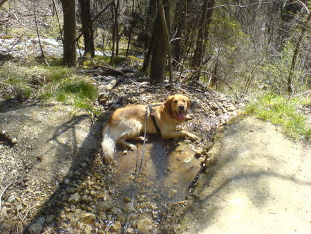 Golden Retriever