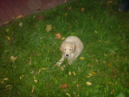 Golden Retriever ich möchte nicht mehr laufen