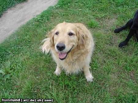 Golden Retriever Shena das fotogen