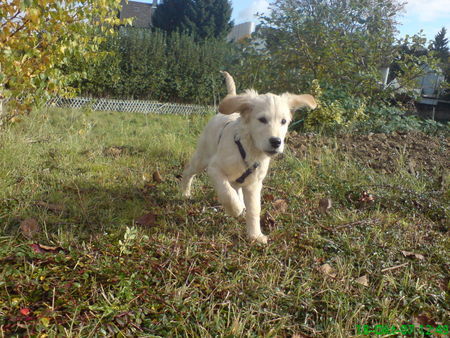 Golden Retriever wenn ich schneller laufe, hebe ich ab...