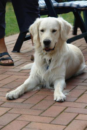 Golden Retriever Balou 