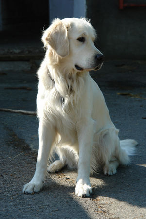 Golden Retriever Balou 