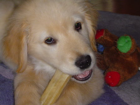 Golden Retriever Ben, fast 3 Monate alt