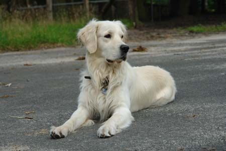 Golden Retriever Balou mit fast 3 Jahren