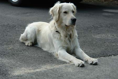 Golden Retriever Balou mit fast 3 Jahren