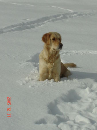 Golden Retriever Ich liebe den Schnee