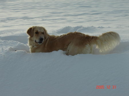 Golden Retriever Ich liebe den Schnee