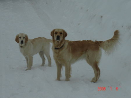 Golden Retriever Schneespiele mit meiner Halbschwester