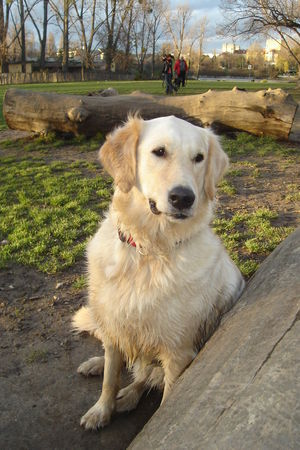 Golden Retriever Tasso