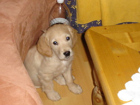 Golden Retriever darf ich auf die Couch...