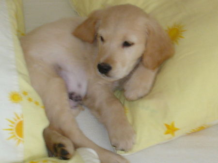 Golden Retriever Joey regiert das Bett