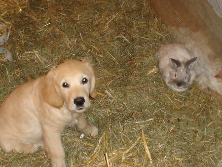 Golden Retriever mein Mittagessen... nein meine Freundin Bree