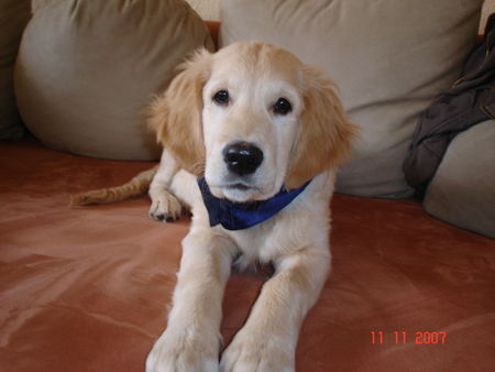 Golden Retriever ab zum foto-shooting =)