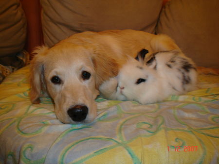 Golden Retriever Meine Freundin Amely und ich