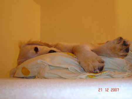 Golden Retriever bin ich platt, erstmal heia machen...