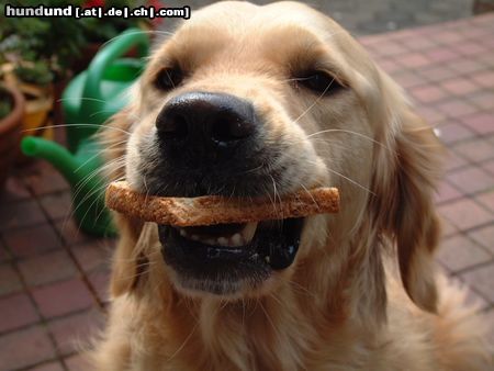 Golden Retriever Mmh.... ein Knuspertoast ...