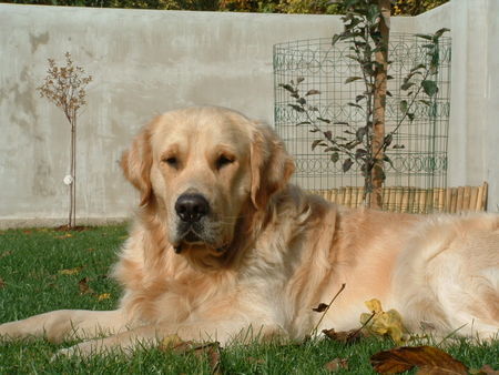 Golden Retriever Leon