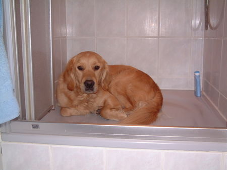 Golden Retriever Ich habe doch sooo Angst, wenn es knallt...