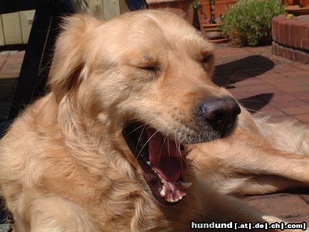 Golden Retriever Puuh, ist das langweilig