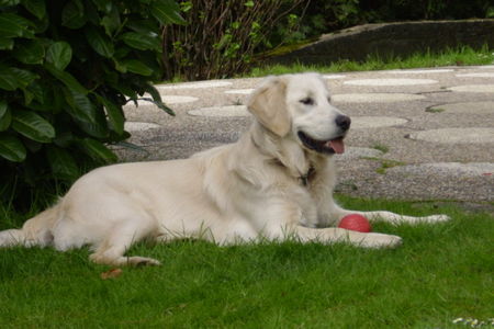 Golden Retriever Rocky vom Salzkammergut