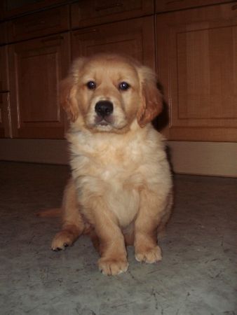 Golden Retriever Golden Retriever Welpe