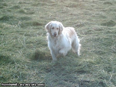 Golden Retriever Ich krieg euch Mäuse schon noch...