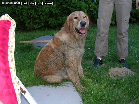 Golden Retriever