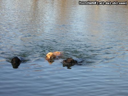 Golden Retriever 3 Retriever Rassen bei Ihren große Leidenschaft:Golden, Labrador u. Flatcoated - Retriever