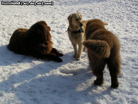 Golden Retriever Cora mit Lulu & Dana 