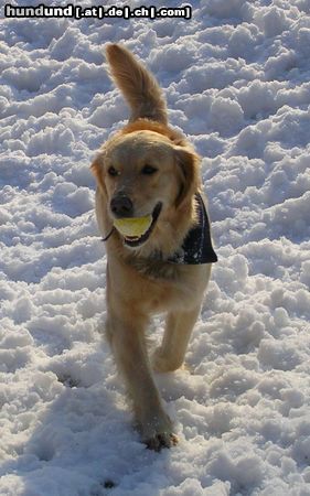 Golden Retriever Schnee Schnee Schnee :) Cora Maus 03/05