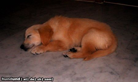 Golden Retriever Unser Fabu