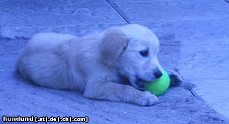 Golden Retriever Fabuu!!!