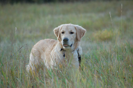 Golden Retriever Wo ist denn das Bett im Kornfeld? 