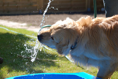 Golden Retriever Wasserspiele