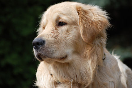 Golden Retriever Baxter