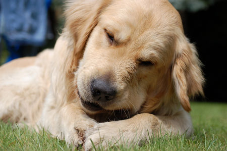 Golden Retriever Baxter