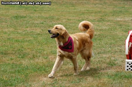 Golden Retriever jella beim Agility :)