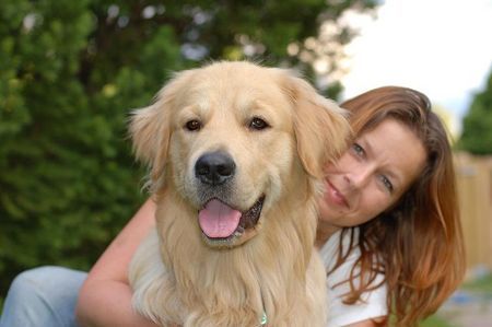 Golden Retriever Baxter