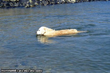 Golden Retriever Danny in seinem Element: Die Nordsee