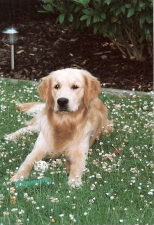 Golden Retriever Deckrüde Djego von Bernstein