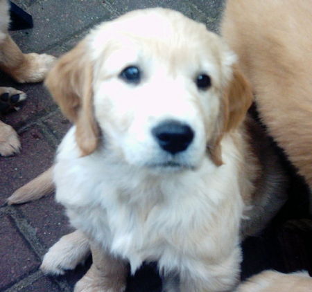 Golden Retriever Pupsi